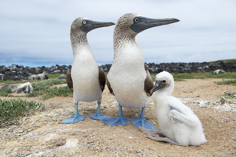 Blue-footed Boobies With Chicks At Nest #1 Photograph by Tui De Roy