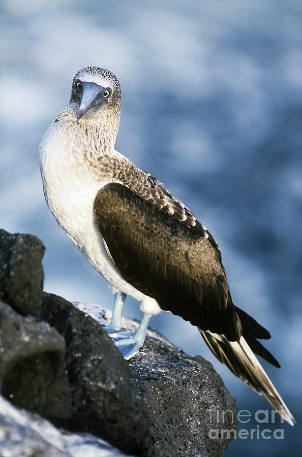 Blue-footed Booby #1 Photograph by Art Wolfe