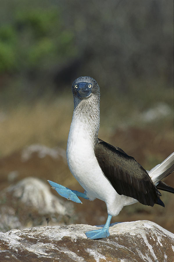 Blue-footed Booby Courtship Dance Photograph by Tui De Roy