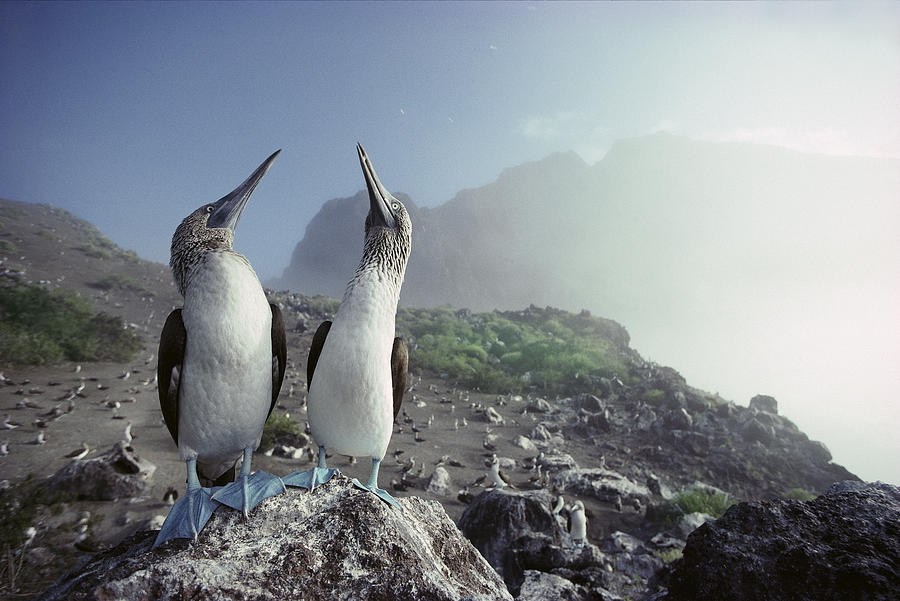 Blue-footed Booby Pair Galapagos Islands #1 Photograph by Tui De Roy