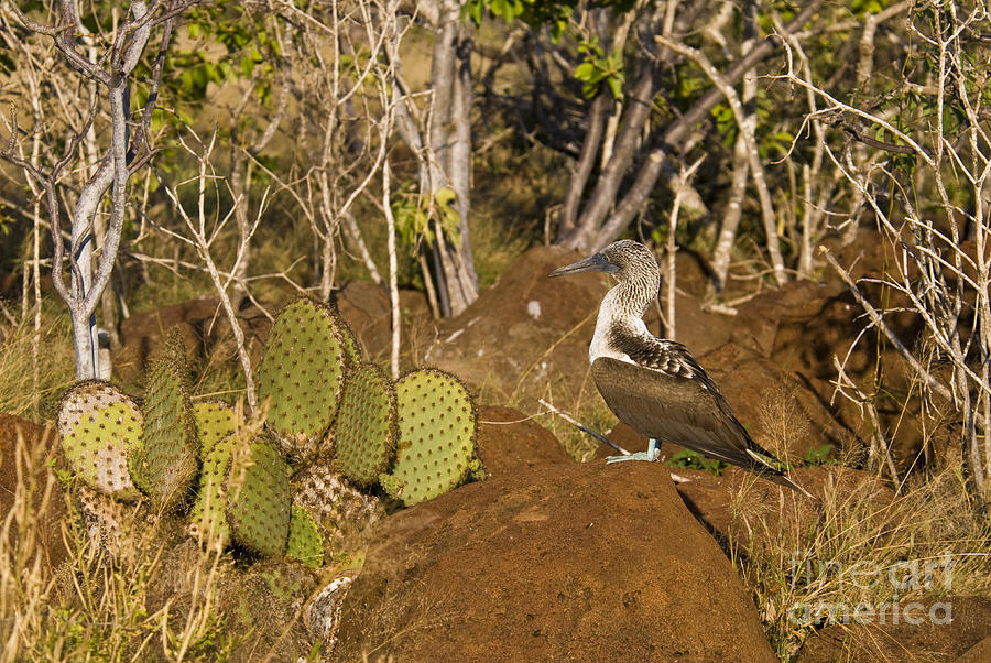 Bird Photograph - Blue-footed Booby #1 by William H. Mullins