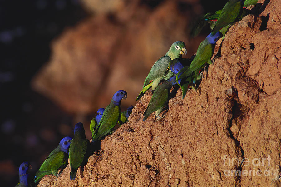 Blue-headed Parrots #1 Photograph by Art Wolfe