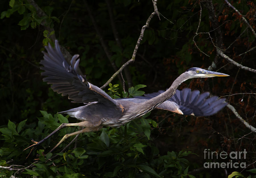 Blue Heron In Flight   #0457 #2 Photograph by J L Woody Wooden