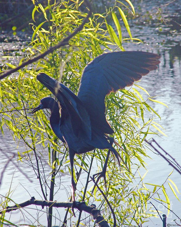 Blue Heron #2 Photograph by Lizi Beard-Ward