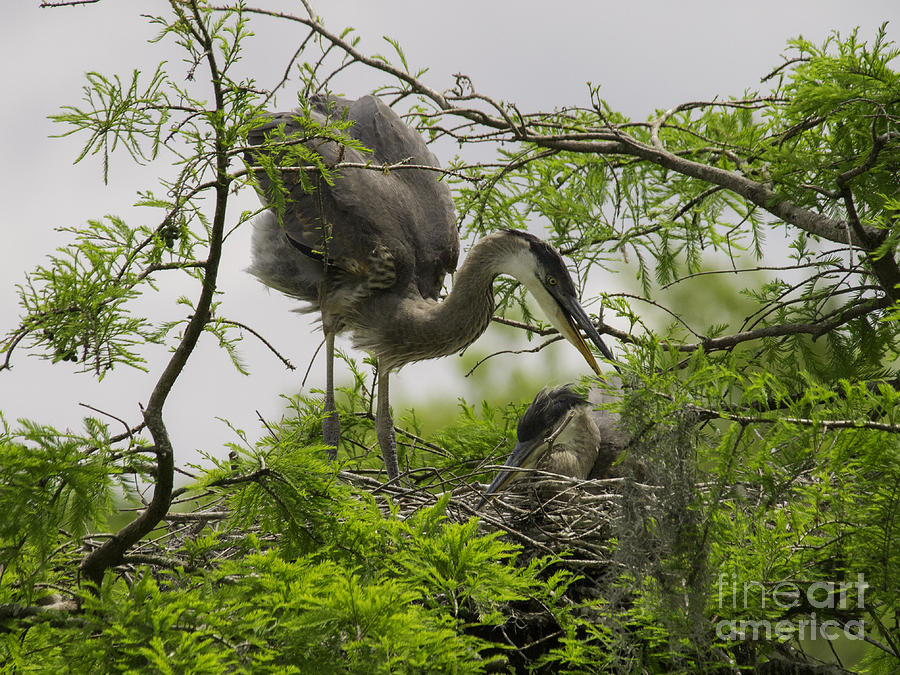 Blue Heron Nest Photograph by Tim Moore