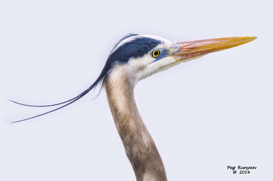 Blue Heron Profile #1 Photograph by Peg Runyan