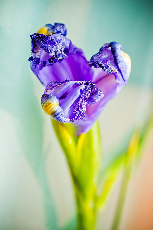 Blue Iris #1 Photograph by Elvira Pinkhas