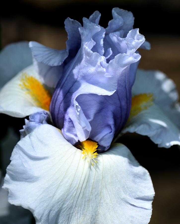 Blue Iris #1 Photograph by Maria Urso