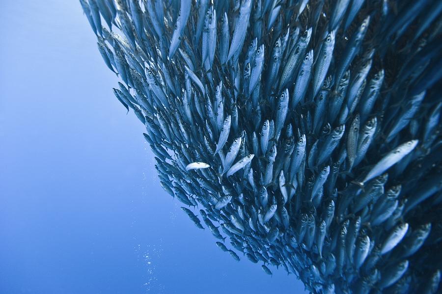 Blue jack mackerel bait ball #1 Photograph by Science Photo Library - Pixels