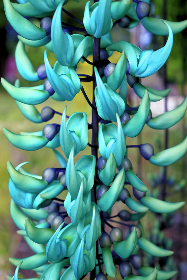 Blue Jade Plant  Hawaii, United States #1 Photograph by Scott Mead