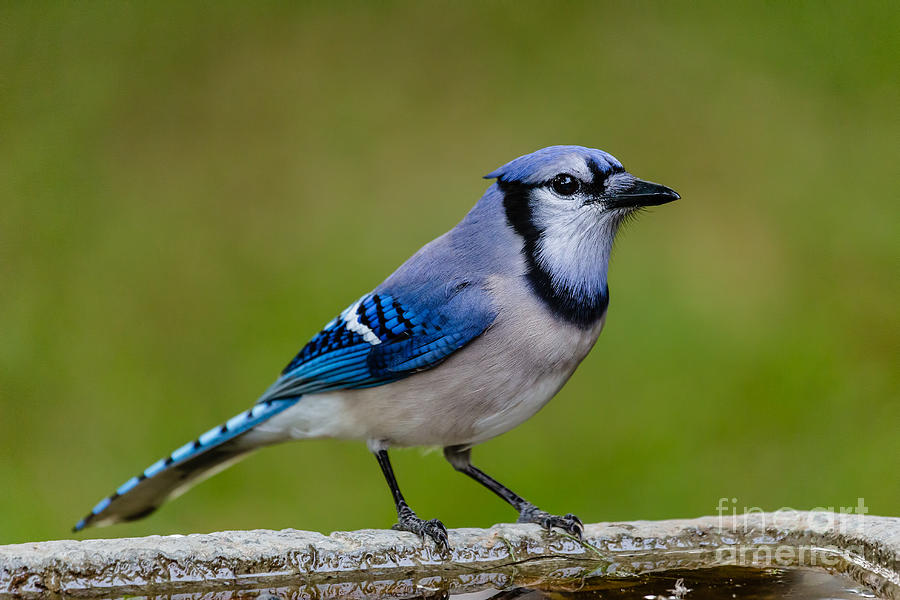 Blue Jay Fernandina Beach Florida Photograph by Dawna Moore Photography