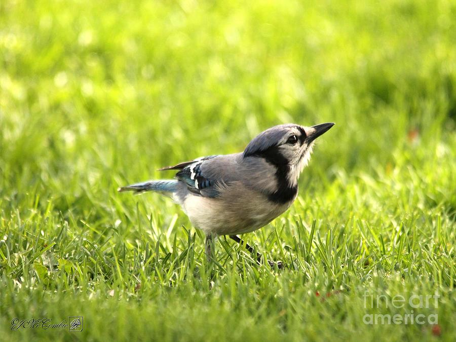 Blue Jay #2 Photograph by J McCombie