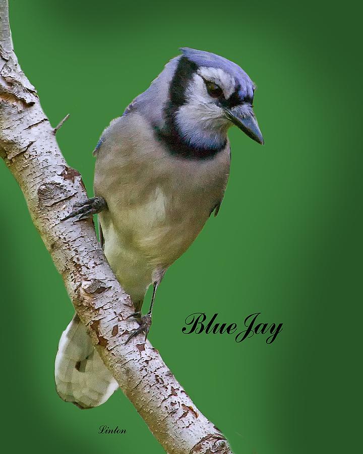 Blue Jay #1 Photograph by Larry Linton