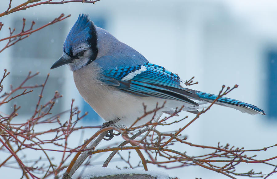 Blue Jay #1 Photograph by Phil Abrams