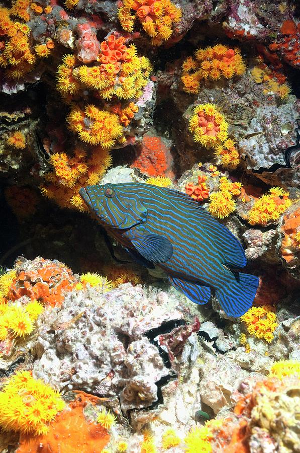 Blue Line Grouper On A Reef #1 Photograph by Georgette Douwma