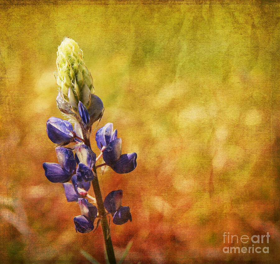 Nature Photograph - Blue lupine #1 by Isabel Poulin