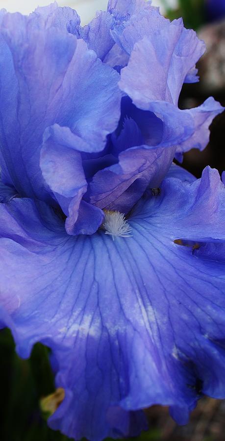 Blue Magic #1 Photograph by Bruce Bley
