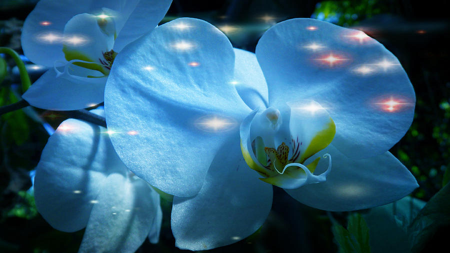  The Grace and Nobility of Orchids Photograph by Xueyin Chen