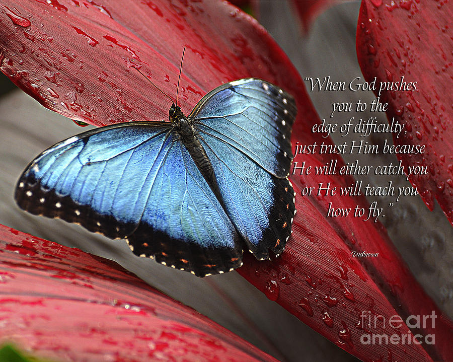 Butterfly Photograph - Blue Morpho 2 #2 by Diane E Berry