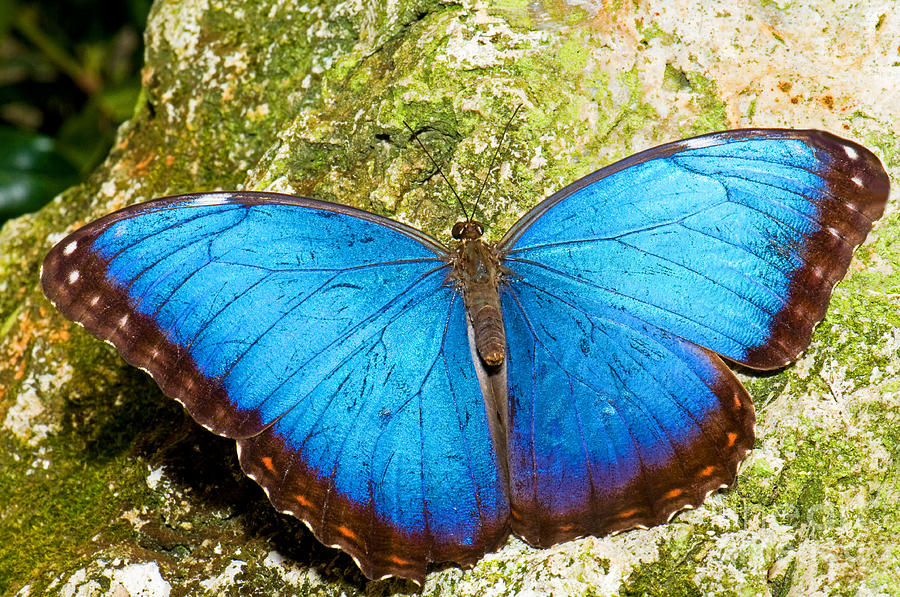 Blue Morpho Butterfly #1 Photograph by Millard H. Sharp