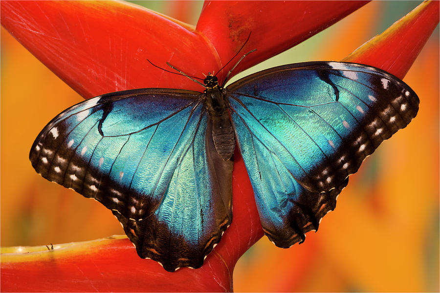 Blue Morpho Butterfly, Morpho Peleides Photograph by Darrell Gulin ...