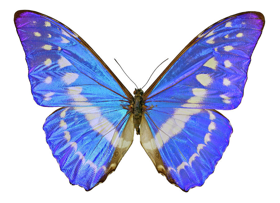 Blue Morpho Butterfly Photograph by Natural History Museum, London/science Photo Library