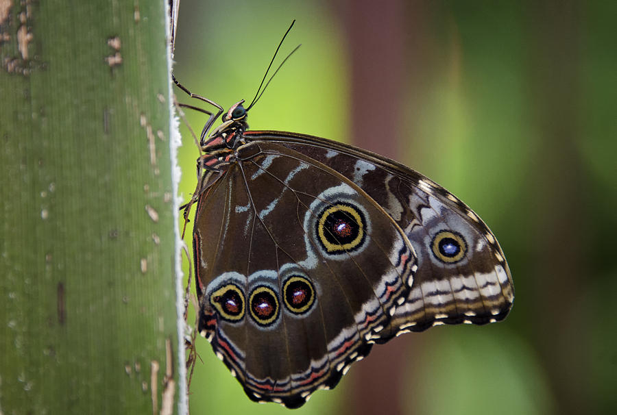 Butterfly Photograph - Blue Morpho Butterfly  #1 by Saija Lehtonen
