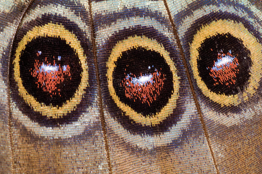 Insects Photograph - Blue Morpho Butterfly Underwing Abstract #1 by Nigel Downer