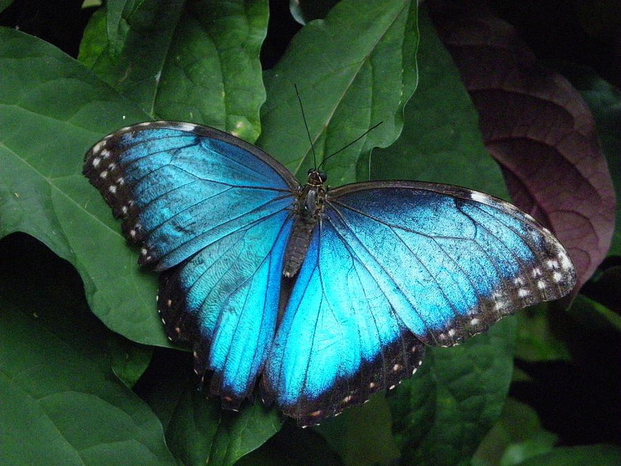 Blue Morpho #1 Photograph by Peggy King