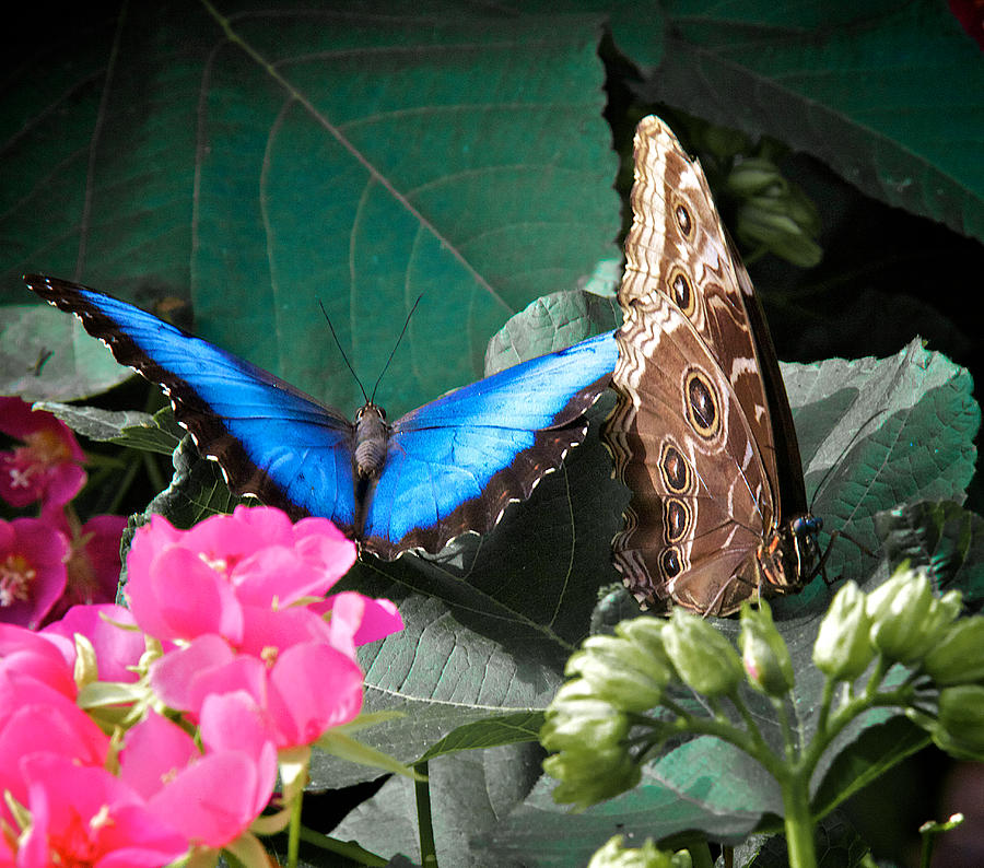 Blue Morpho #1 Photograph by William Wetmore
