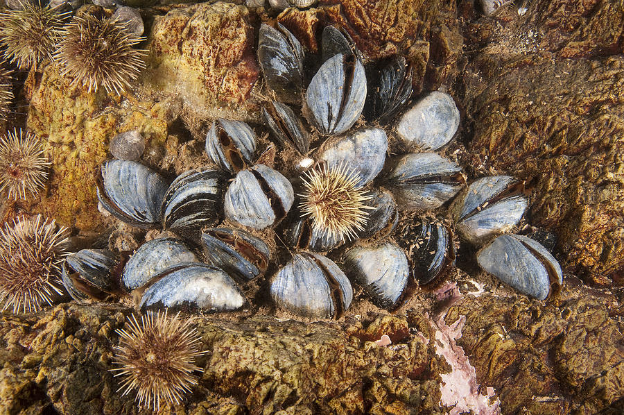 Blue Mussels #1 Photograph by Andrew J. Martinez