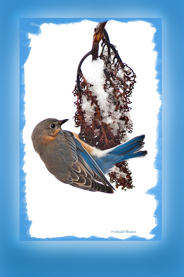 Bluebird Photograph - Blue Must be the Color Angels choose #1 by Randall Branham