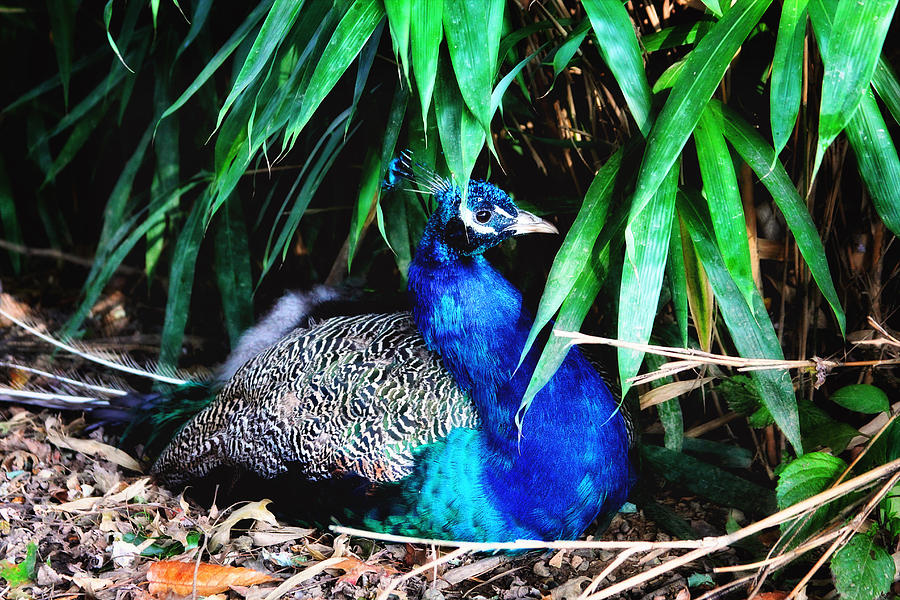 Bird Photograph - Blue Peacock #1 by Trina  Ansel