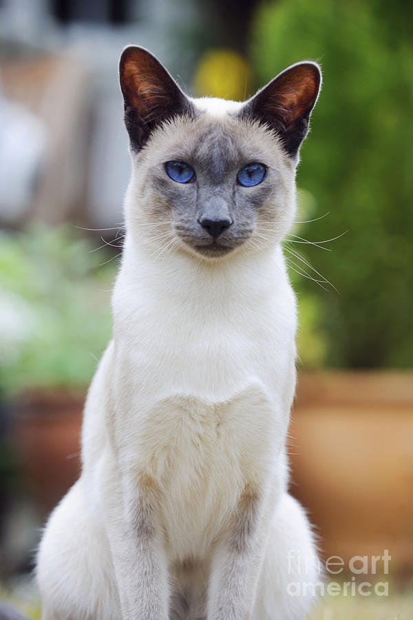 Blue Point Siamese Cat #1 Photograph by John Daniels