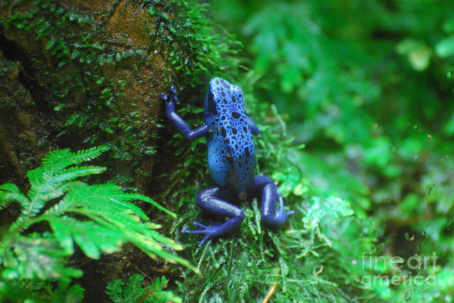 Frog Photograph - Blue Poison Dart Frog #2 by DejaVu Designs