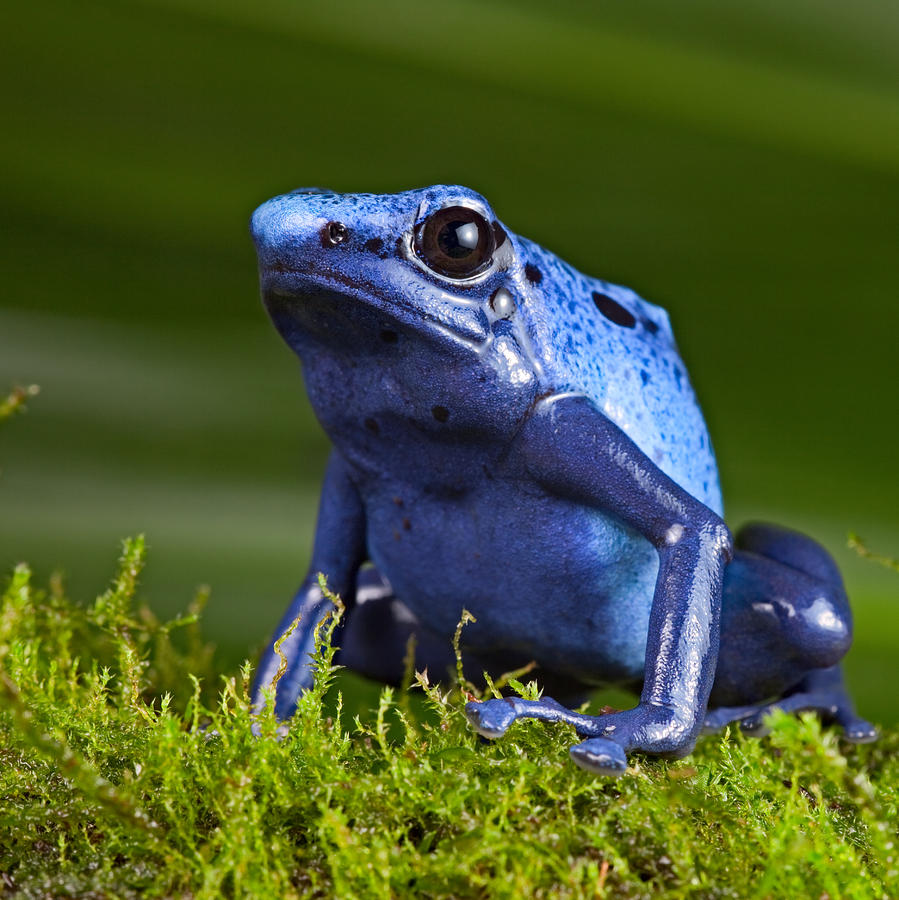 Blue Poison Dart Frog #1 Photograph by Dirk Ercken