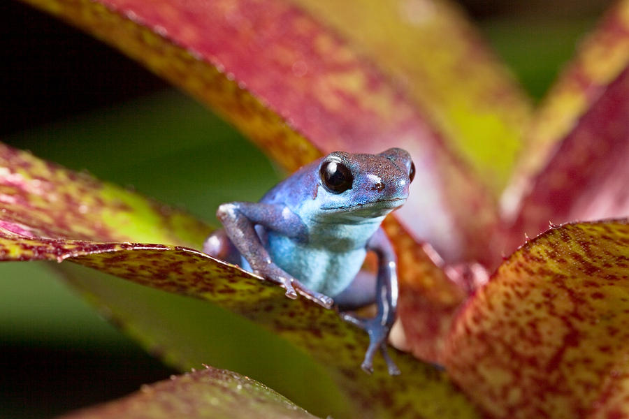 Jungle Photograph - Blue Poison Frog #1 by Dirk Ercken
