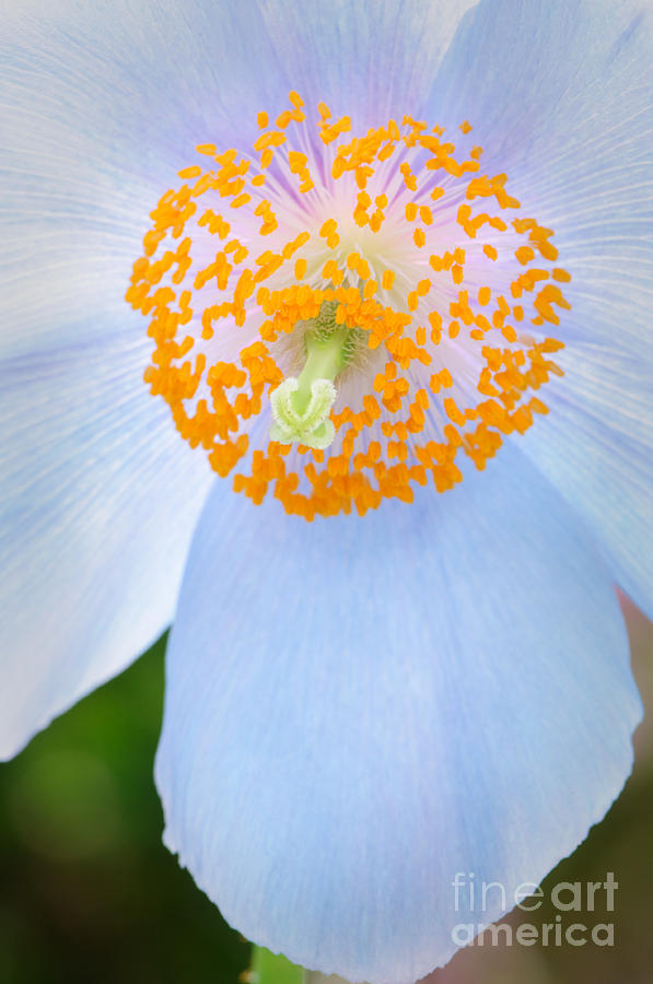 Blue-poppy #1 Photograph by Oscar Gutierrez