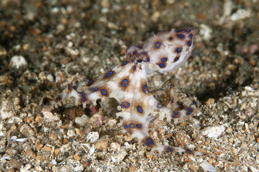 Blue Ringed Octopus #1 Photograph by Andrew J. Martinez