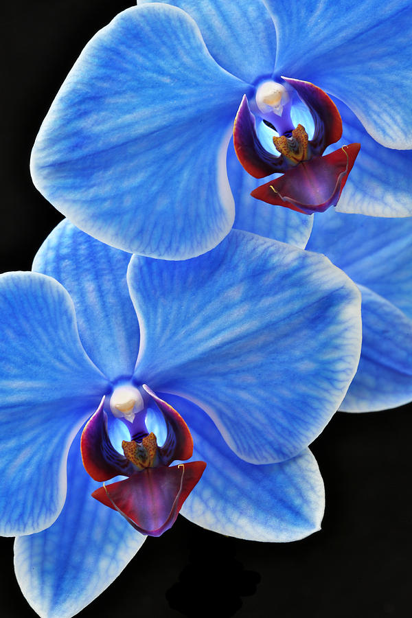 11 blue iphone cases Robert Blue Photograph Sapphire Phalaenopsis Orchid by Jensen