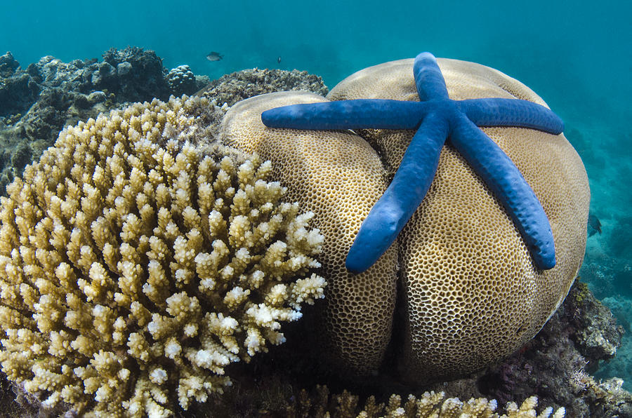 Blue Sea Star On Coral Reef Fiji Photograph by Pete Oxford