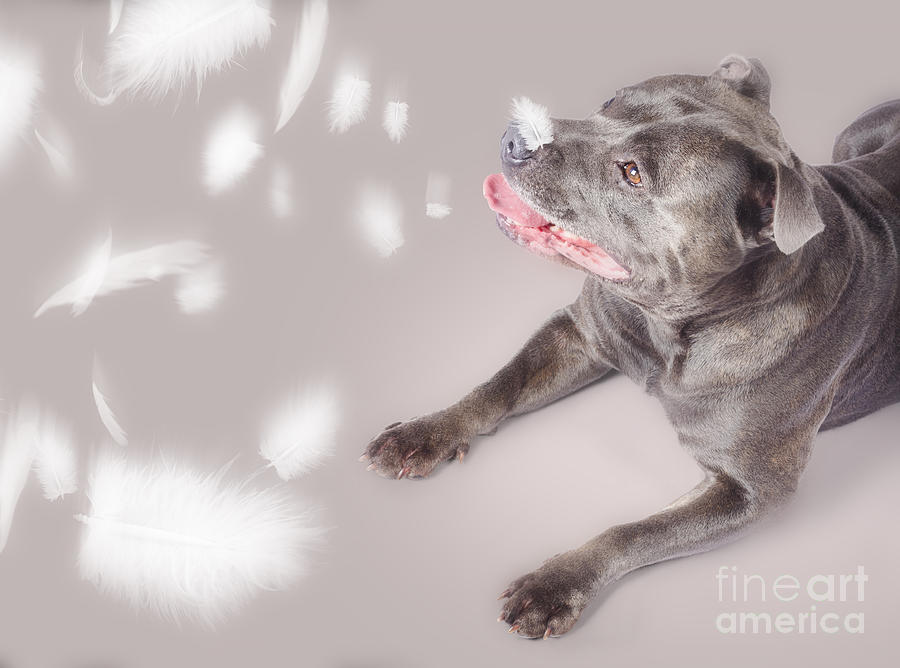 Feather Photograph - Blue staffie dog watching floating feathers #1 by Jorgo Photography