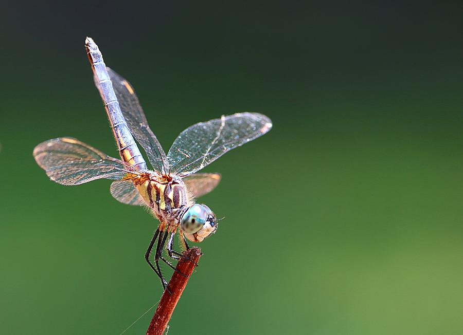 Blue Tailed Dragonfly #1 Photograph by Ester McGuire