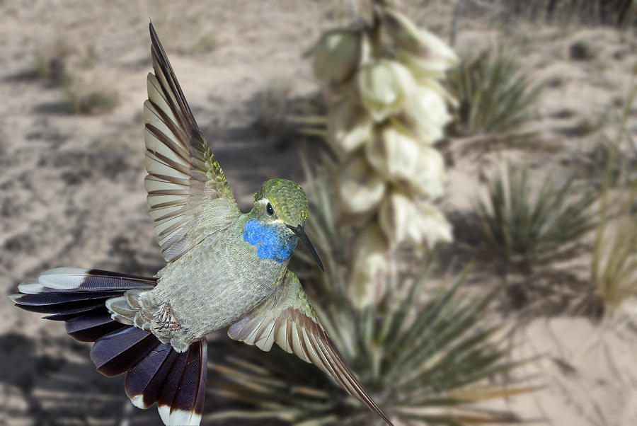 Blue-Throated Hummingbird and Yucca #1 Photograph by Gregory Scott