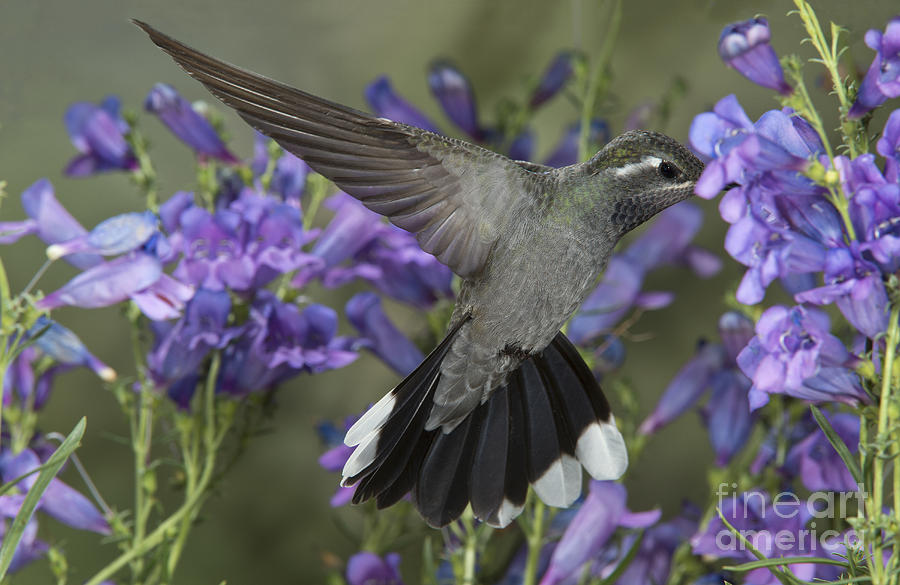 Blue-throated Hummingbird #1 Photograph by Anthony Mercieca