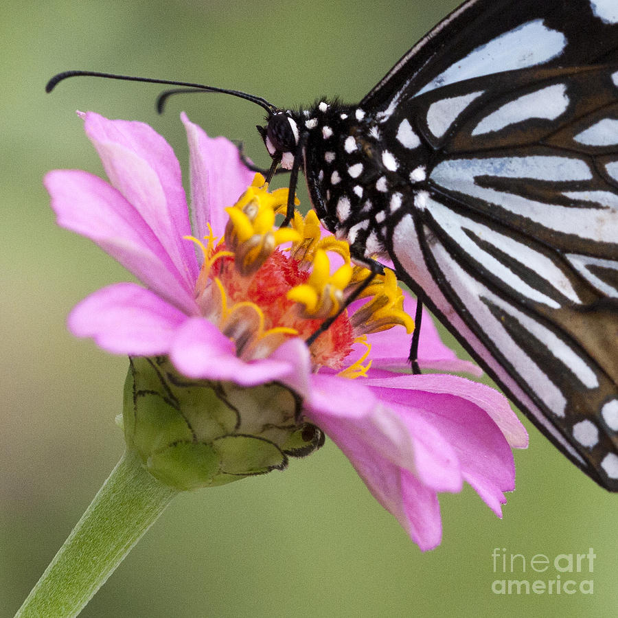 Blue Tiger Butterfly #3 Photograph by Chris Scroggins