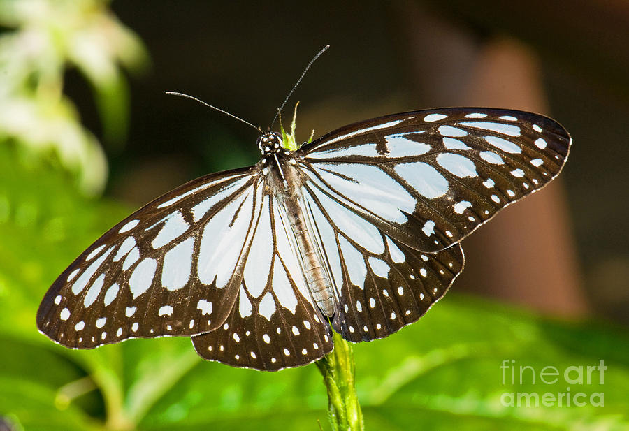 Nature Photograph - Blue Tiger Butterfly #3 by Millard H Sharp