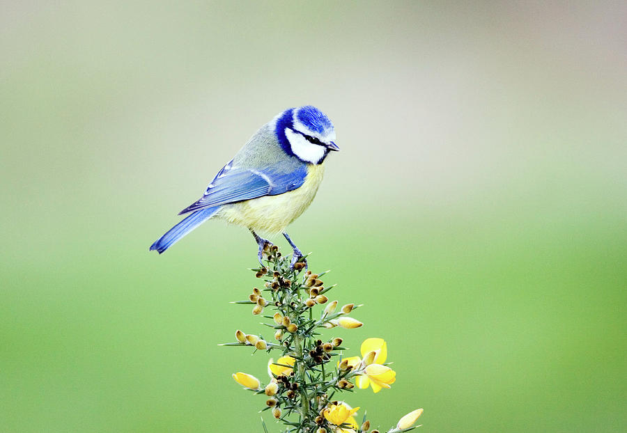 Blue Tit #1 Photograph by John Devries/science Photo Library