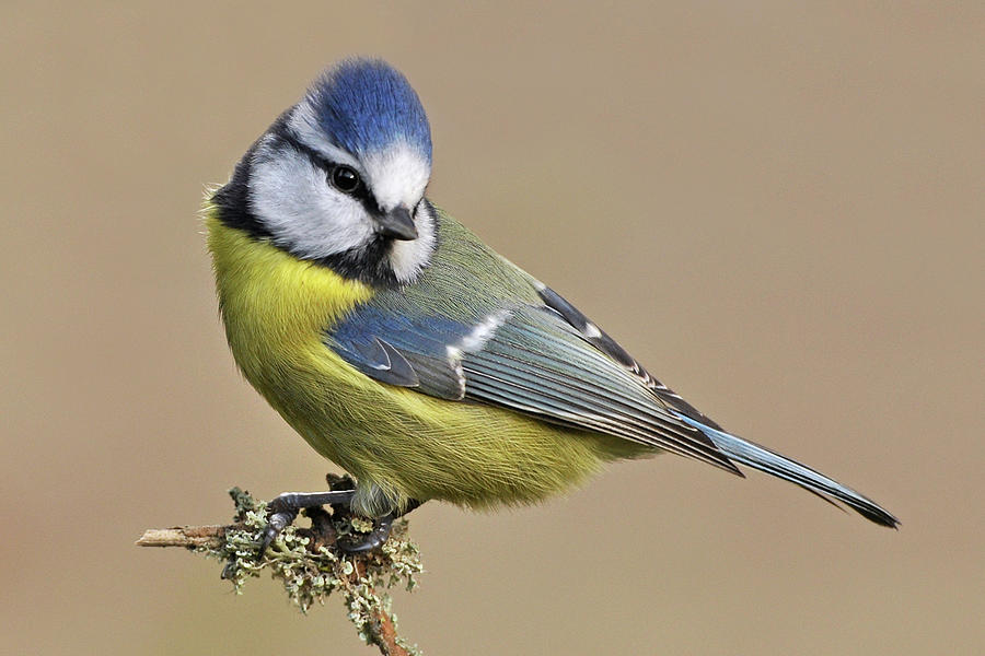 Blue Tit #1 Photograph by Robert Trevis-smith