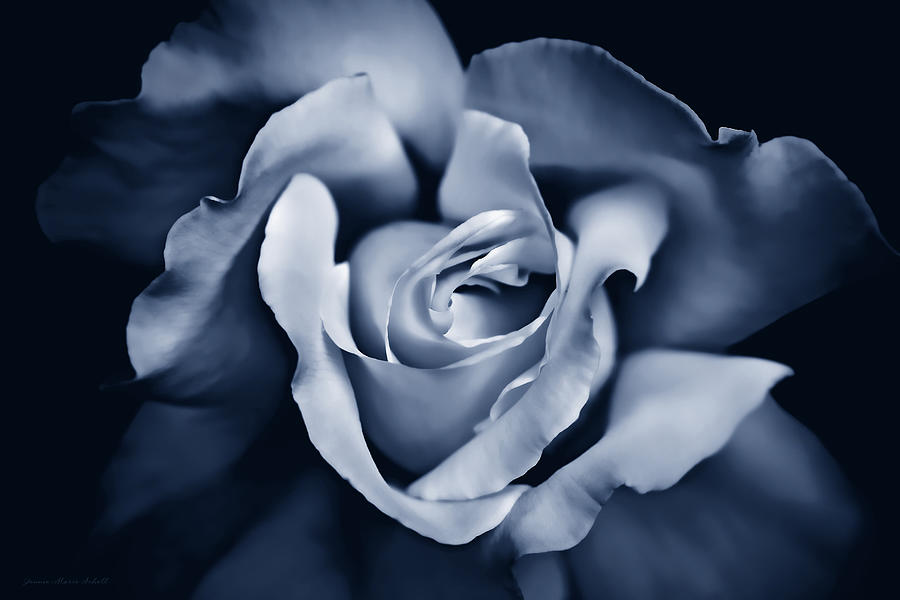 Blue Velvet Rose Flower #2 Photograph by Jennie Marie Schell